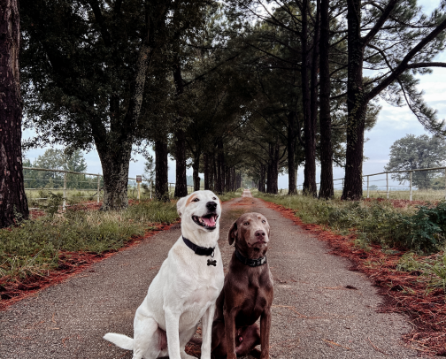 🐾 Pup Essentials: Tried & True Favorites for Happy, Healthy Dogs cover photo collage