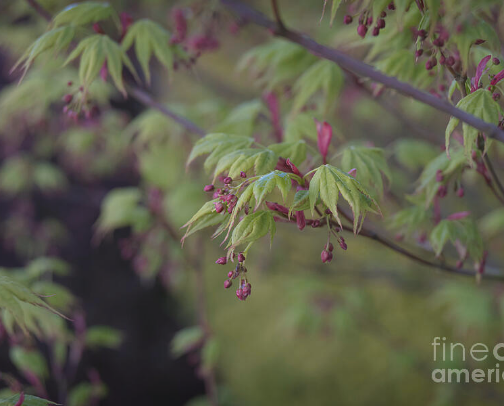 Print Ideas: Nature's palette showcased through the vibrant beauty of trees and shrubs, featuring their foliage, branches, and buds cover photo collage