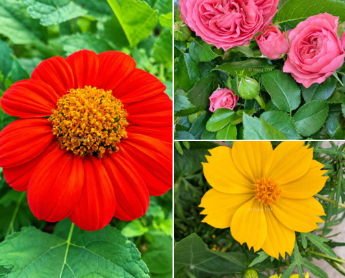 Flowers From My Garden: Nature-Inspired Color Palettes cover photo collage