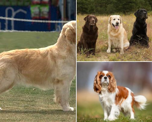 🐕 My Favourite Dog Breeds cover photo collage