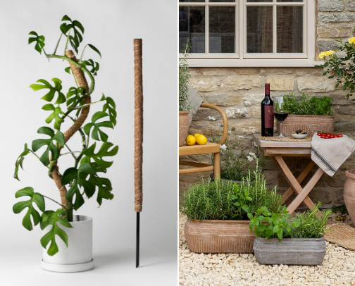🪴 Indoor Plants & Urban Jungle cover photo collage
