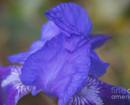 Beautiful floral images for your home decor, accessories and more cover photo collage