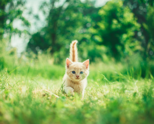 Cat Lady Essentials cover photo collage