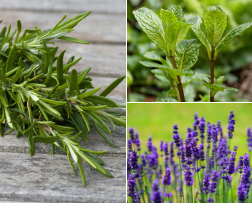 Herbs and Plants for All Types of Witches cover photo collage