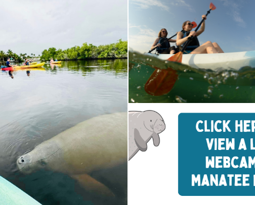 Fun Things to do in Fort Myers Florida cover photo collage