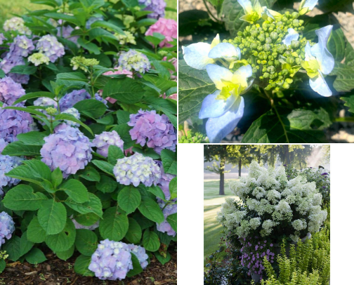 My garden favorites 🌸 cover photo collage