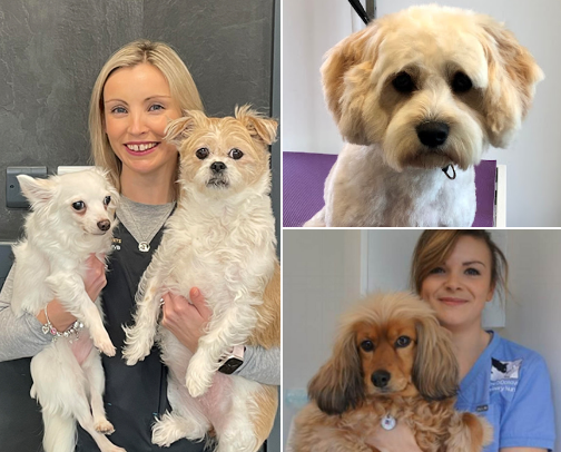 Dublin’s Best Pet Pros: Vets, Groomers & Trainers cover photo collage