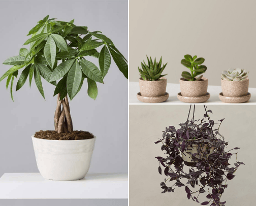 Plants cover photo collage