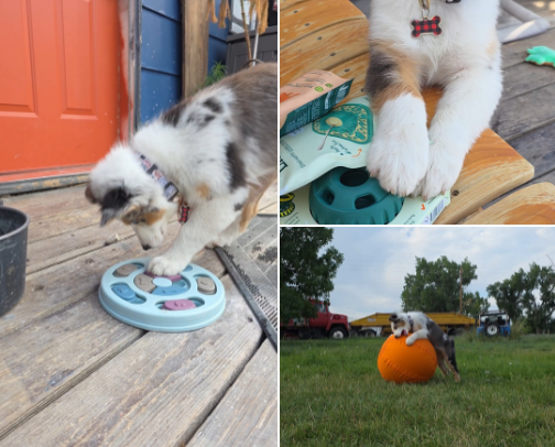 Enrichment for your pup! cover photo collage