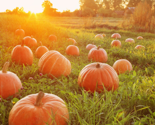 Top Pumpkin Patches in Oregon and what to wear! cover photo collage
