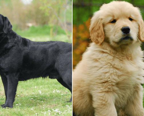 Best Dogs cover photo collage
