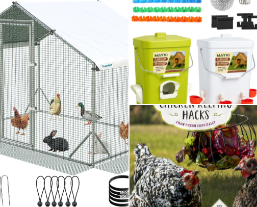 Chicken 💩 cover photo collage