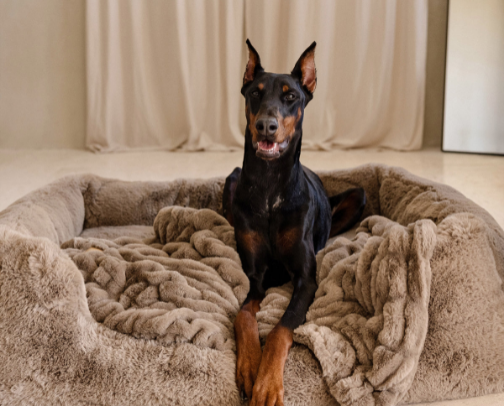 Paws & Essentials: Must-Have Items for Your Furry Friend cover photo collage