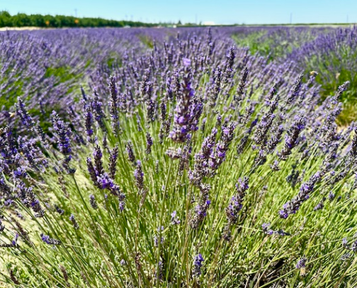 Best Lavender Farms to Visit near Sacramento California cover photo collage