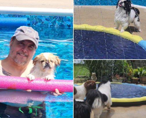 Dog Days Of Summer cover photo collage