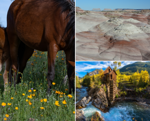 Future Photo Trips cover photo collage