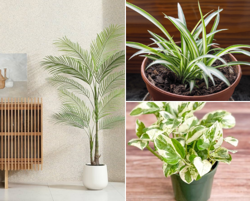 Begginer-Friendly Indoor Plants for Apartment Living cover photo collage
