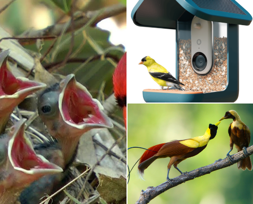 Birds Feed cover photo collage