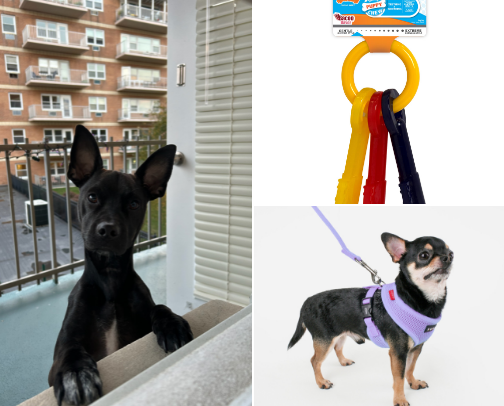 A few of River (my dog’s favorite things)/must haves! cover photo collage