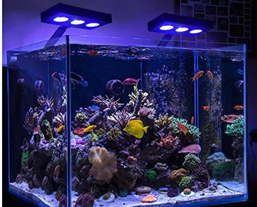 Nano Saltwater Tank on a Budget! cover photo collage
