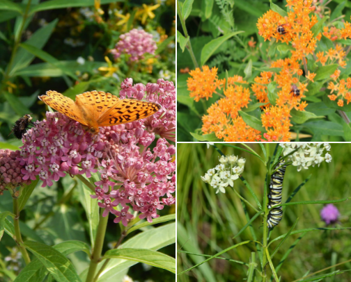 Milkweed for Monarchs (In the Midwest) cover photo collage