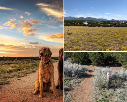 A dog-friendly state? New Mexico is the place to go! cover photo collage