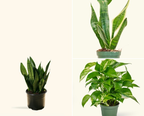 Great houseplants for the beginner plant mama! cover photo collage