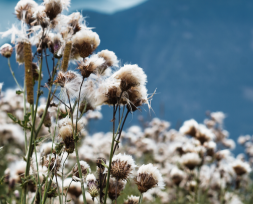First time in Lana, Trentino-Alto Adige, Italy? Here's what you can do. cover photo collage