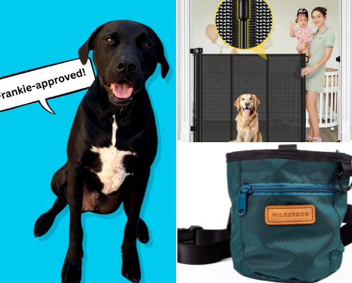 Everything I Wish I Knew Before Adopting a Big Dog cover photo collage