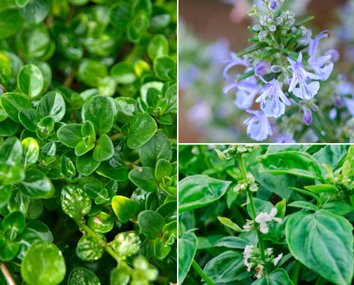 Snack Attack cover photo collage