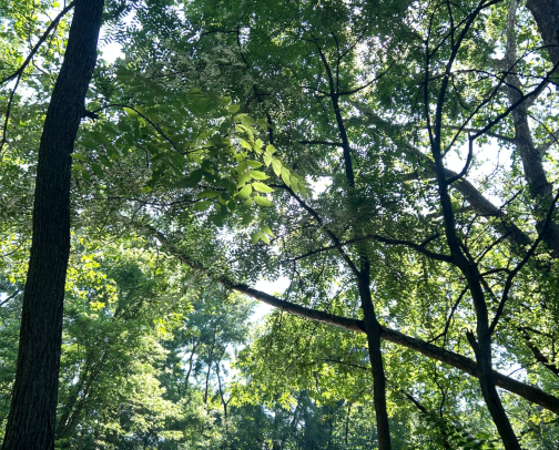 Take a Hike cover photo collage