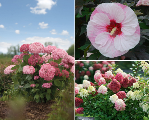 Top Picks for a Blooming Backyard cover photo collage