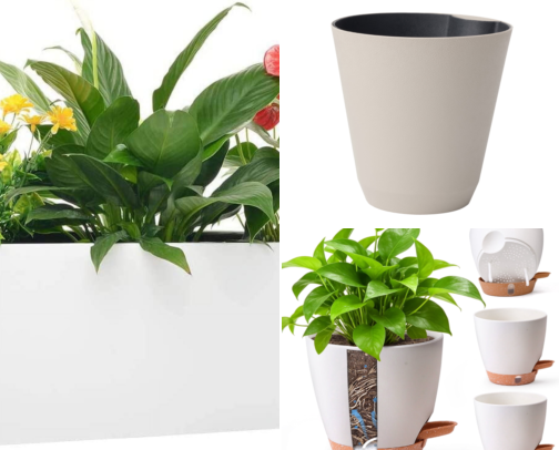 I Finally Found How to Keep My Plants Alive While on Vacation cover photo collage