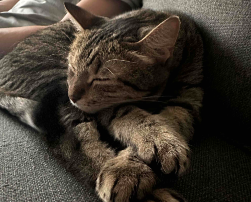 How I Spoil My Furry Son cover photo collage