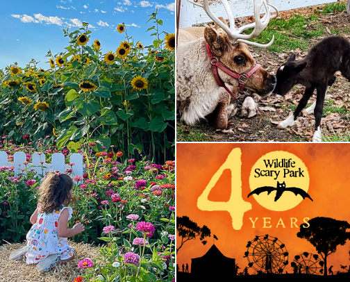 Illinois Isn’t Boring - Here’s What To Do This Fall: cover photo collage