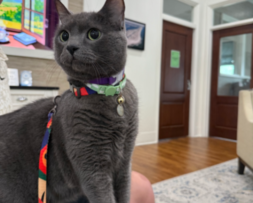 Cats! – Kitten Essentials cover photo collage