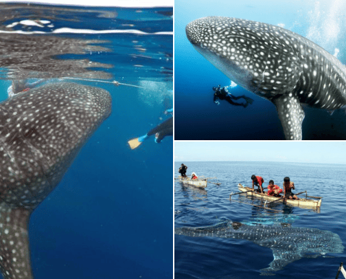 A wonderfull indonesia💫🇮🇩 cover photo collage