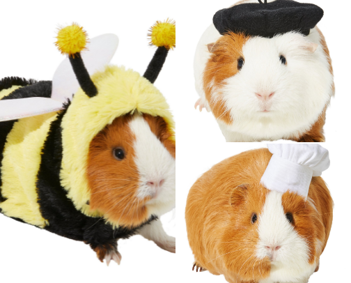 Dress Up Your Cavy! Adorable Guinea Pig Clothing & Costumes cover photo collage