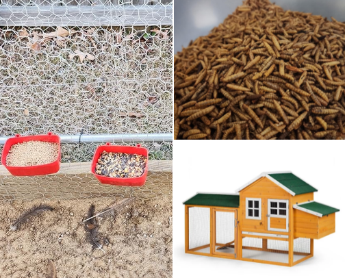 Things for Chickens cover photo collage