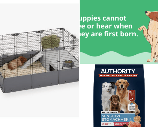 Dog supplies cover photo collage
