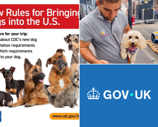 International Pet Transportation cover photo collage