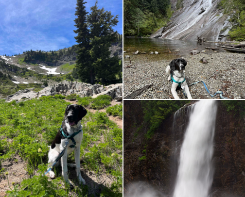 Best Hikes Outside Seattle to Take Your Dog cover photo collage