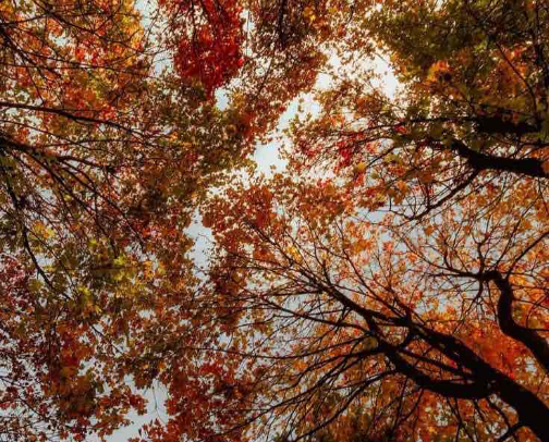 All Things Fall cover photo collage