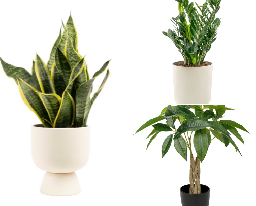 Easy care Plants for Every home🍃 cover photo collage