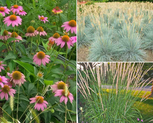 Sunny Garden  plants cover photo collage