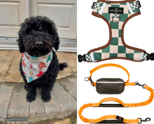 Dog walking essentials🦮 (from a dog walker business owner😉) cover photo collage