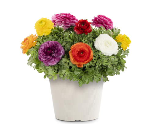 Spring Flowers That Turn Any Garden Into a Fairytale cover photo collage