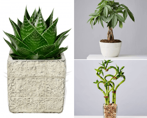 Flowers&Plants ❤️❤️❤️ cover photo collage
