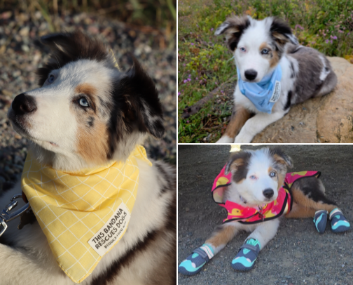 Paws & Chic- Belle's look book🐕 cover photo collage