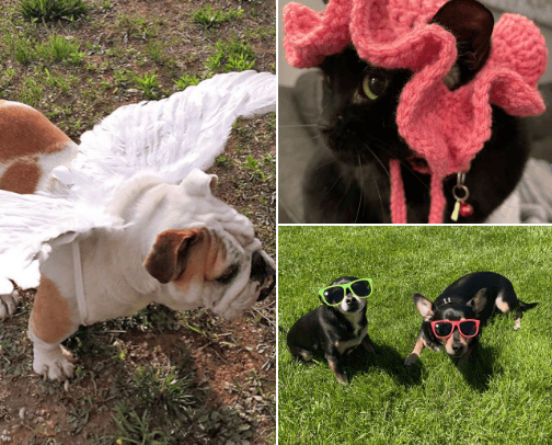 Accessories for crazy pet look cover photo collage